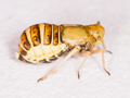 Ditropis pteridis